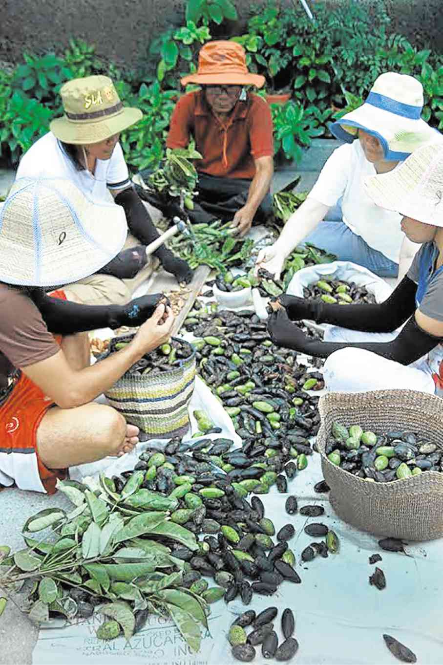Farmers harvest pili nuts in Bicol