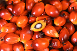 3 giant global consumer firms drop Malaysian palm oil supplier