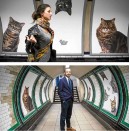 Cats take over London’s Tube