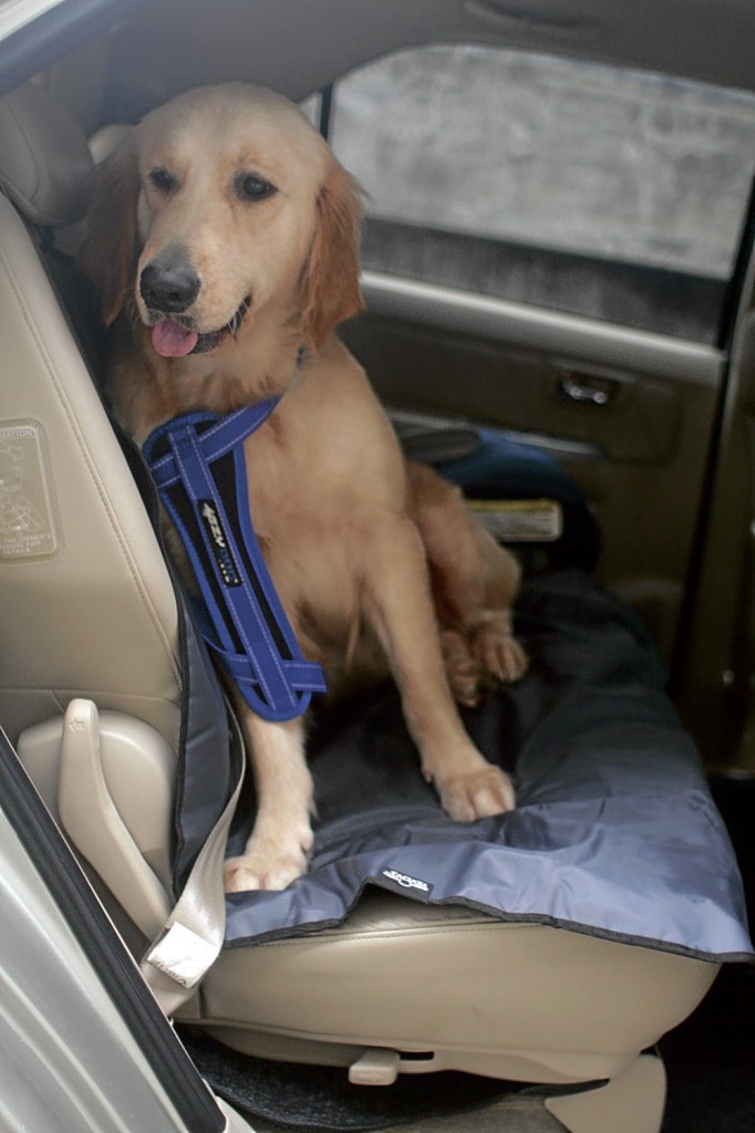 The truth about cars and dogs How to safely transport pets inside your