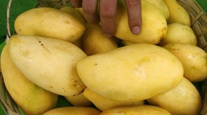 A unit of the United States Department of Agriculture (USDA) wants to allow shipments of fresh Philippine mangoes from areas other than Guimaras. INQUIRER FILE PHOTO