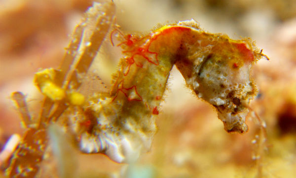 A Hippocampus pontohi photo by Lenny Kim, taken in April 2013 at The Three P Romblon Island.