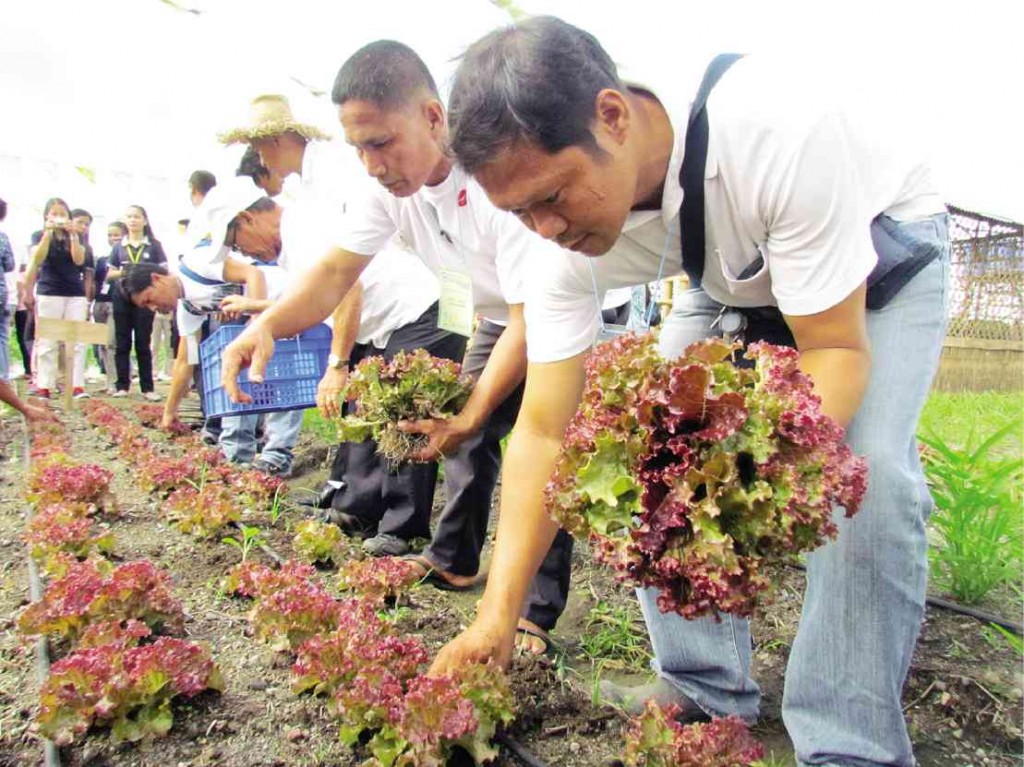 HARVEST TIME Beneficiaries of SM Foundation Inc.’s farmer training program from Lambunao town, Iloilo province, harvest red lettuce during a harvest festival. The activity recognizes the success of the training, as manifested by the bountiful harvest from the demonstration farm. 