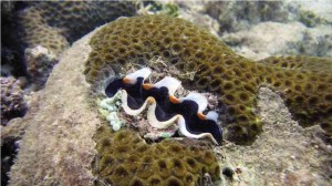 A GIANT clam embedded in corals