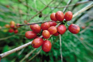 MINDANAO now accounts for as much as 70 percent of the country’s total coffee production and it is ready to produce even more.