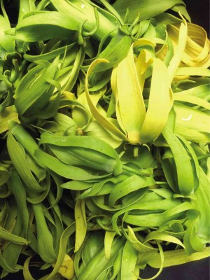 The ylang-ylang variety in the Philippines is deemed the best in the world.