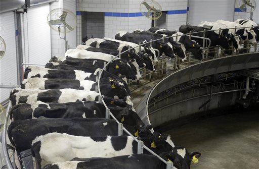 In this Monday, Jan. 26, 2015 photo, cows are milked on one of the carousels in a milking parlor on the Fair Oaks Farms in Fair Oaks, Ind. Fairlife, which is rolling out nationally in coming weeks, is the product of a joint venture between Select Milk Producers, a dairy cooperative, and Coca-Cola. AP  