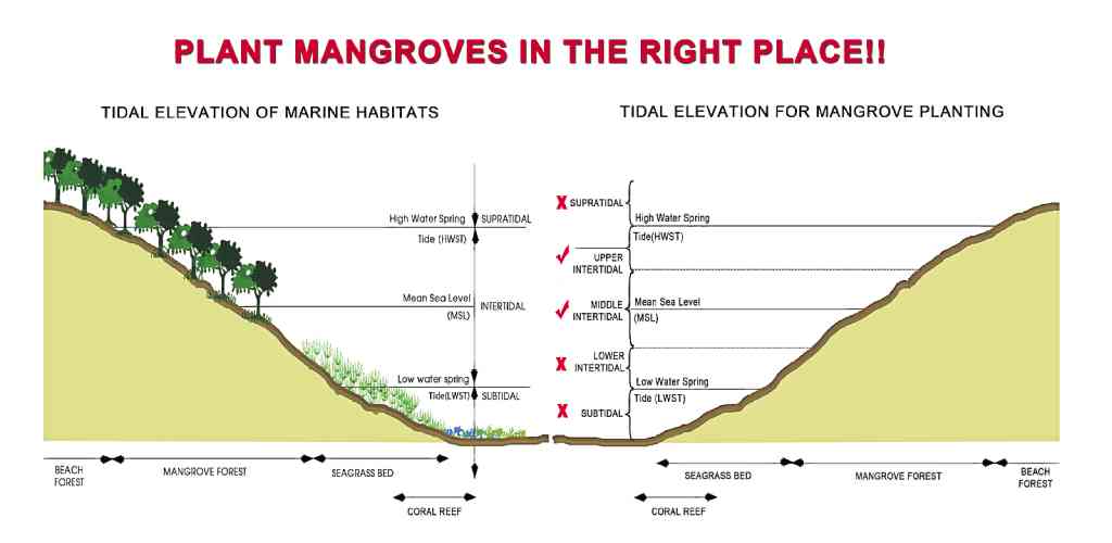 FIG. 1. INTERTIDAL location of mangroves and recommended planting zones. Collage by J.H. Primavera 