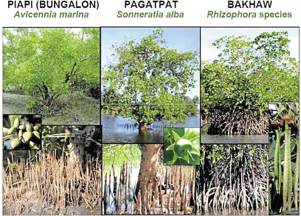  FIG. 2. THREE common mangroves in the Philippines       Collage by J.H. Primavera 