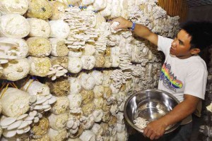 Rindo Natiguing, above, a pastor of the Crown of Glory Christian Fellowship, harvests mushrooms from one of two establishments built by Chrisanto Balila in Villasis town, Pangasinan. 