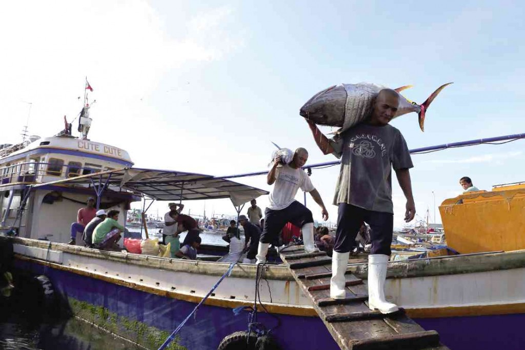 Workers unload fresh tuna at the General Santos City fish port.  photo by Jeoffrey Maitem
