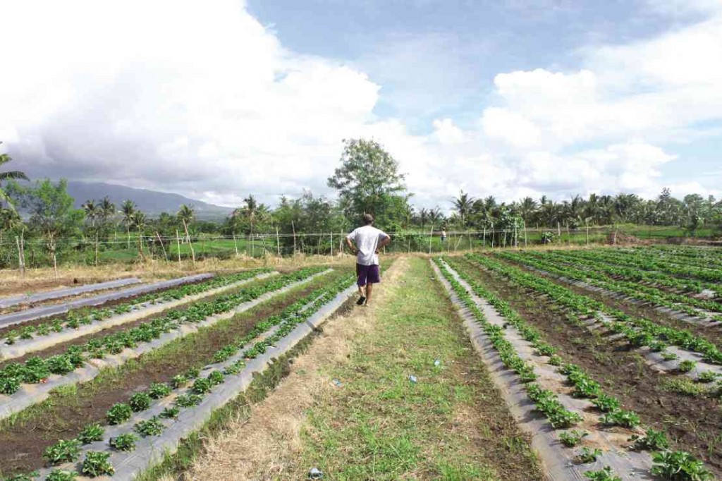 THE STRAWBERRY farm in Pinit, Ocampo, Camarines Sur. PHOTOS BY BY JUAN ESCANDOR JR./ INQUIRER SOUTHERN LUZON