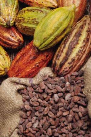 MALAGOS takes care of its own cacao trees in the Calinan district of Davao 