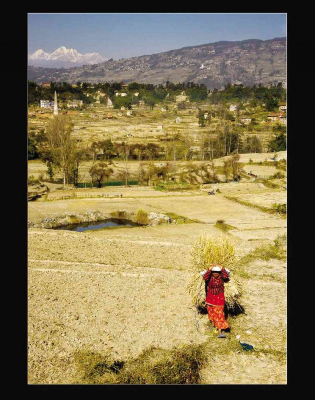 NEPAL.   Riingen says the golden ricefields of Nepal are as wondrous as its snow-capped mountains. 