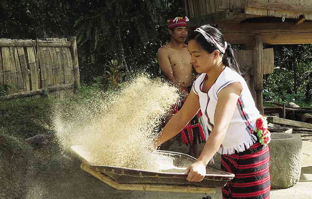 An Ifugao lady winnows tinawon rice in Kiangan.  