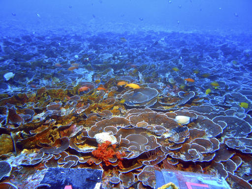In this 2009 photo provided by NOAA and the Hawaii Undersea Research Laboratory, fish swim in a mesophotic coral ecosystem about 230 feet deep in the in Au'au Channel off Maui, Hawaii. Coral reefs in Hawaii’s oceanic twilight zone, the deep area of ocean where light still penetrates and photosynthesis occurs, are abundant and home to a wide variety of regionally unique fish species. A paper published Tuesday, Oct. 4, 2016 said that some of the reefs off the archipelago are the most extensive deep-water reef ecosystem ever recorded. (NOAA and Hawaii Undersea Research Laboratory via AP)