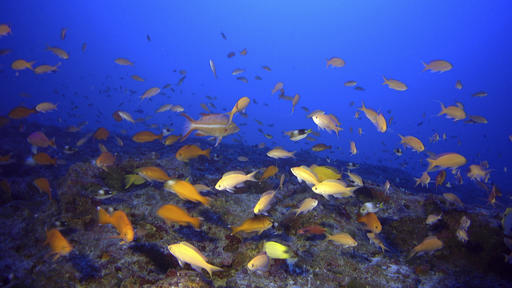 In this 2015 photo proivided by NOAA and the Bishop Museum, endemic fishes swim in a mesophotic coral ecosystem near Kure Atoll, the northernmost reef in the Hawaiian archipelago. Coral reefs in Hawaii’s oceanic twilight zone, the deep area of ocean where light still penetrates and photosynthesis occurs, are abundant and home to a wide variety of regionally unique fish species. A paper published Tuesday, Oct. 4, 2016 said that some of the reefs off the archipelago are the most extensive deep-water reef ecosystem ever recorded. (NOAA and Bishop Museum via AP)