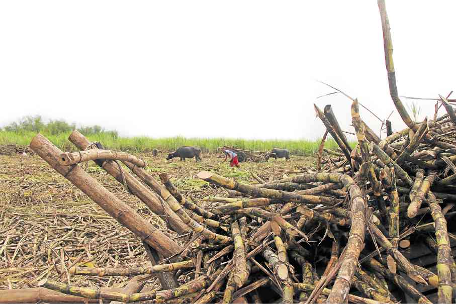 MIARBA's Mario Patricio harvests sugarcane in the communal farm in La Castellana. MARK TOLDO