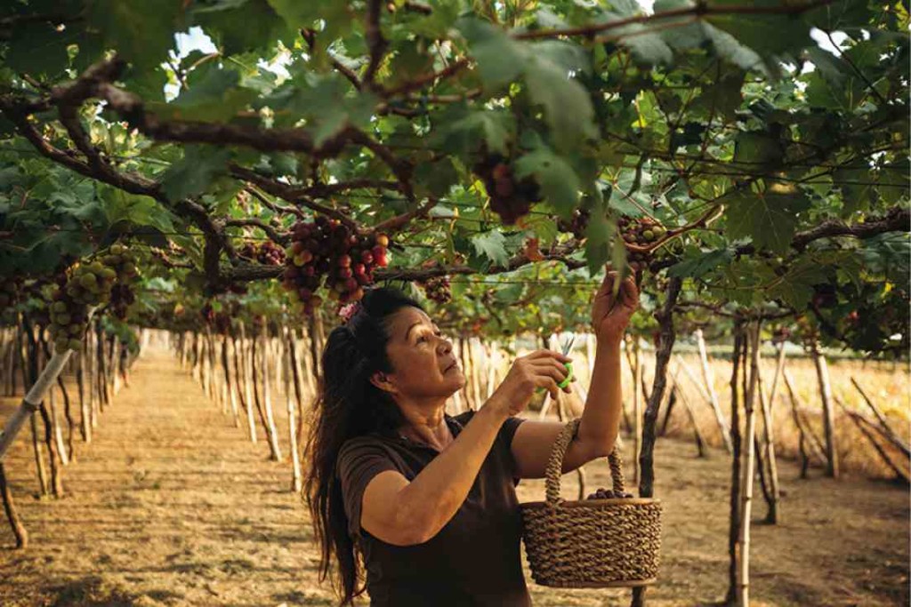 Grape picking at the Gapuz grape farms in La Union