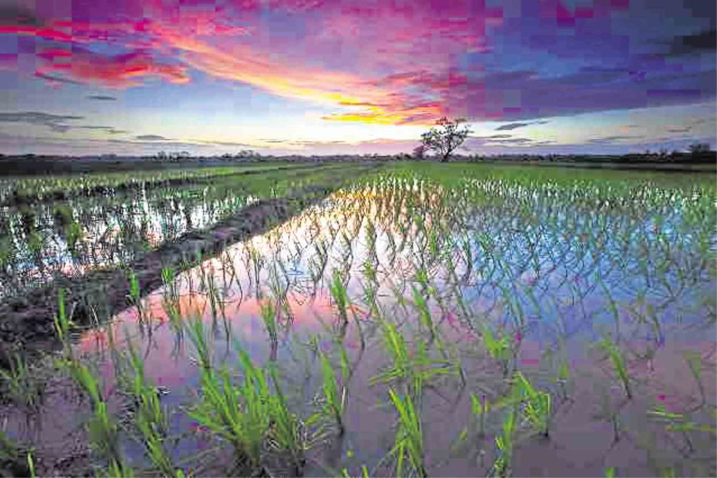 The country's premier think tank has thumbed down the proposal for local government units (LGUs) to allocate 10 percent of their internal revenue allotment (IRA) to agriculture once the Garcia-Mandanas ruling is implemented next year. The Philippine Institute for Development Studies (PIDS) said the proposal, filed under Senate Bill 1138, may reduce the efficiency of LGUs that are not considered agricultural, adding that it would limit LGUs' spending on industries that they would like to prioritize.