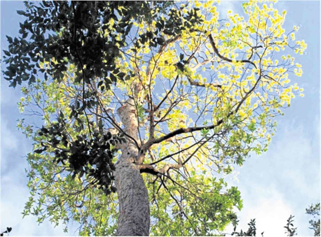 10 native tree species up for an upgrade | Inquirer Business