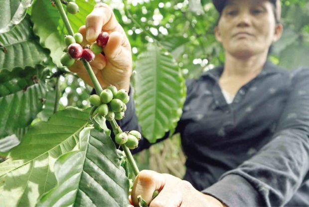 Small farmers perk up Mindanao coffee trade