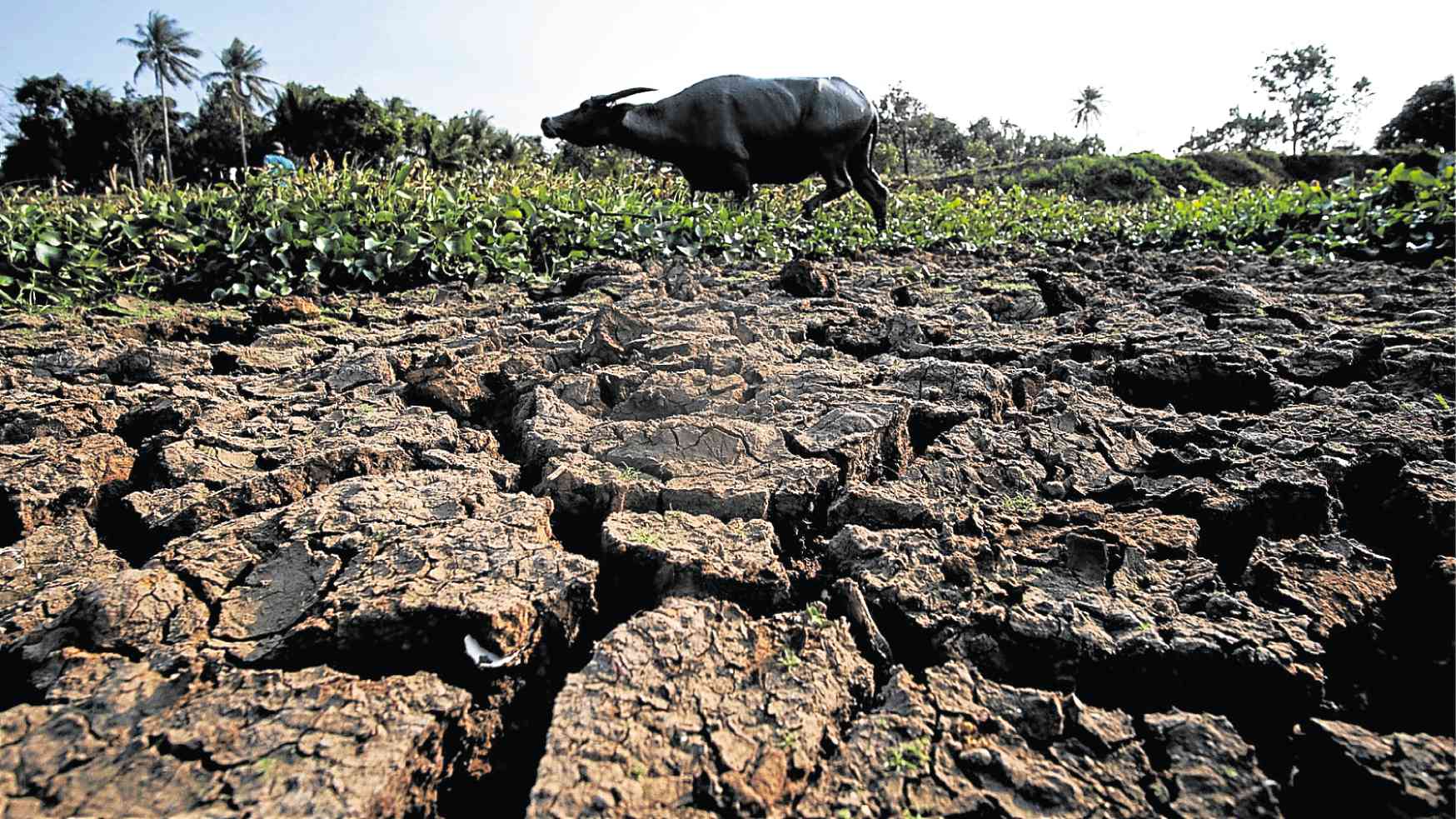 Nearly P8 billion worth of agri yields lost to El Niño – DA