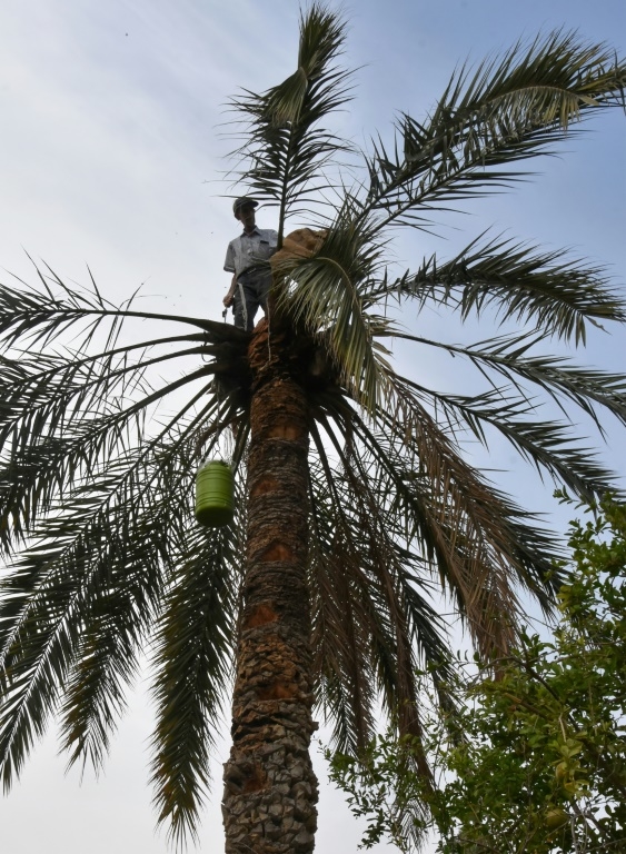 Tunisian palm tree