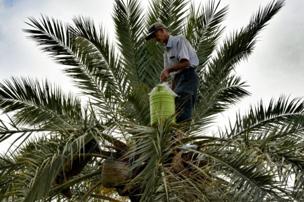 Tunisia palm tree
