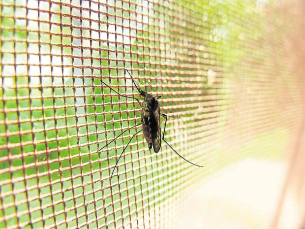 Alternative ways to dengue-proof your home