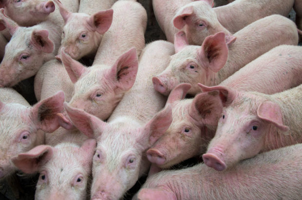 Sick pigs’ inflation impact a ‘concern’ but not worrisome—DOF