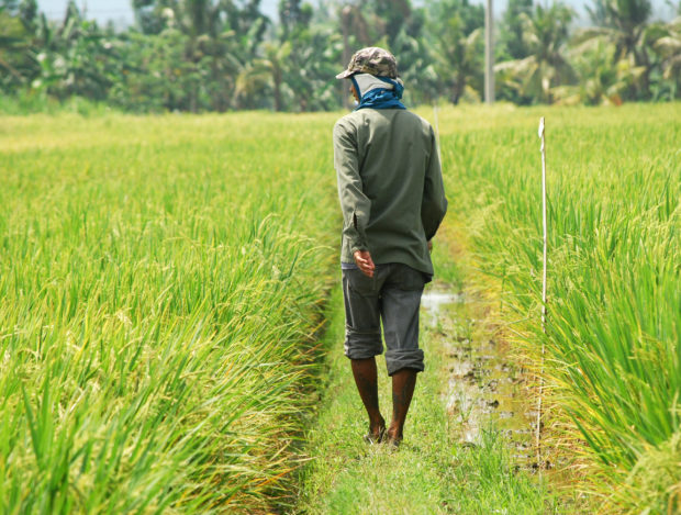 A farmer walks in the middle of a rice field at the International