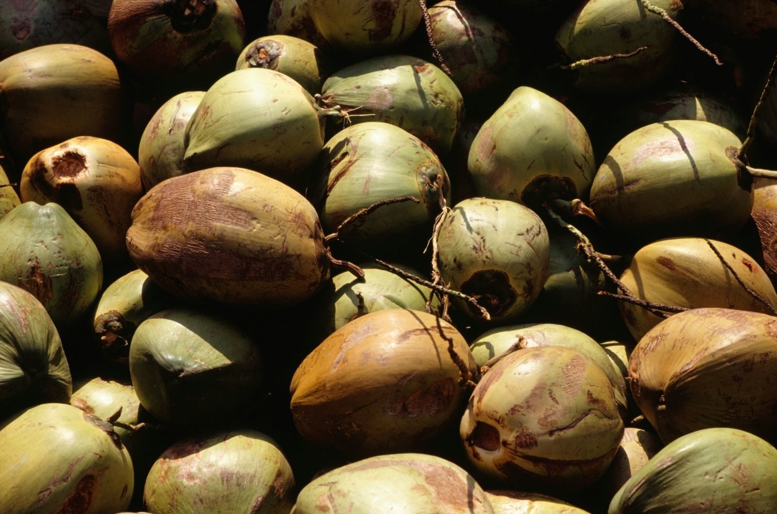 Marcos approves additional budget for Philippine Coconut Authority