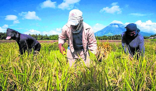 Philippine farm output inched up in Q1