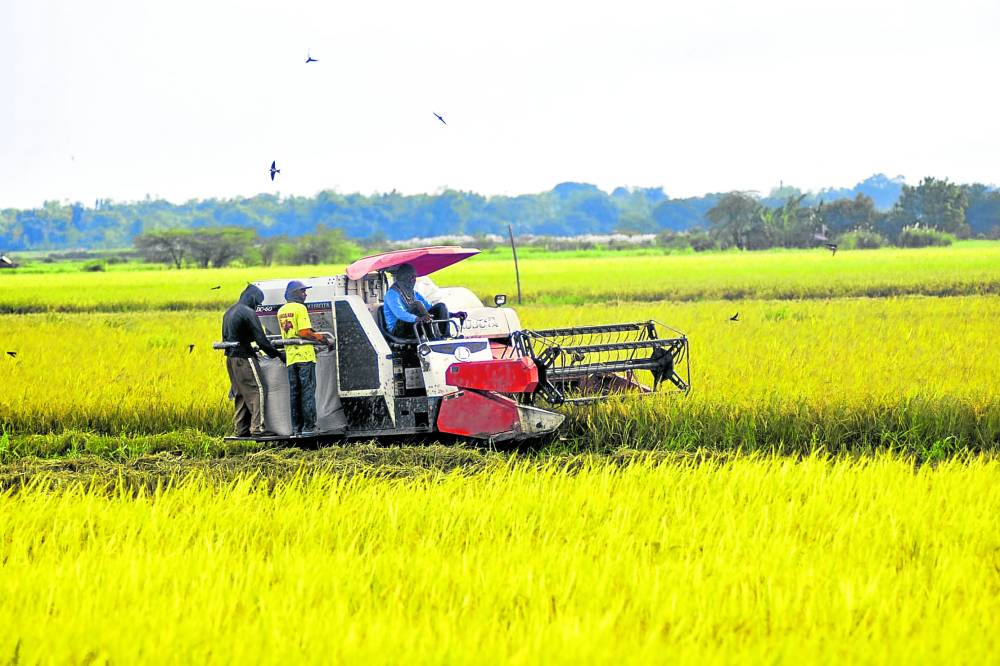 Farmers harvesting rice at Barangay Unzad in Villasis town, Pangasinan