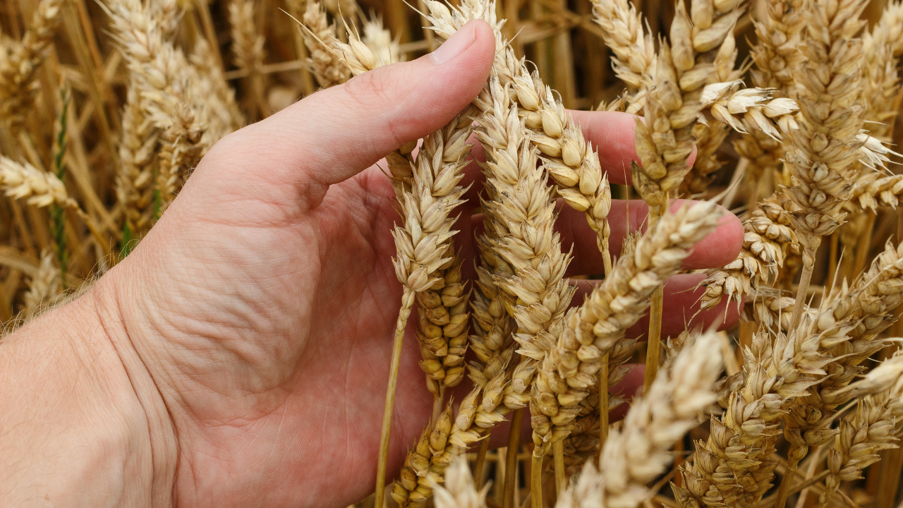 UK think tank: Impact of wheat price spikes driven by Ukraine war not as heavy on Filipinos