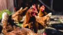 Philippines inks poultry deal with Netherlands