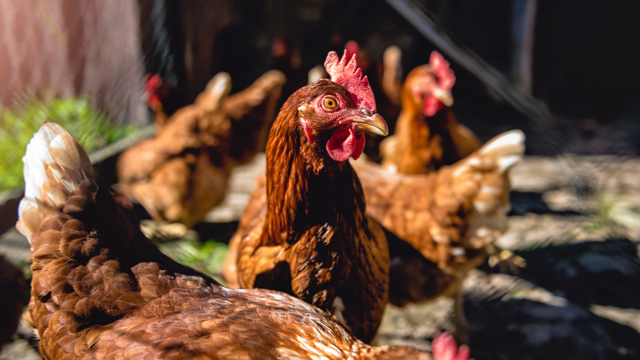 DA suspends poultry imports from 5 US States