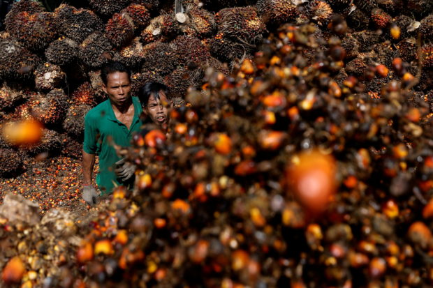 FILE PHOTO - Workers load palm oil fresh fruit bunches to be transported from the collector site to CPO factories in Pekanbaru, Riau province, Indonesia, April 27, 2022. REUTERS/Willy Kurniawan