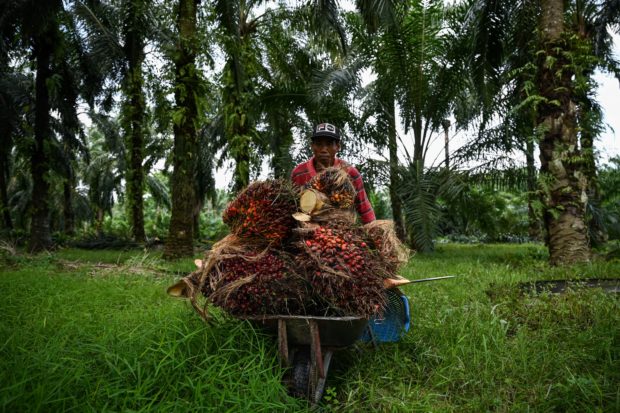 Malaysian palm oil