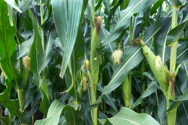 US corn crop