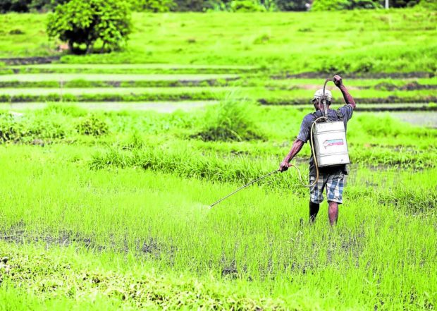 PROTECT THE CROPS   A farmer sprays herbicide to control unwanted plants on the rice field  at Barangay Bunga in Tanza town, Cavite province.   —RICHARD A. REYES