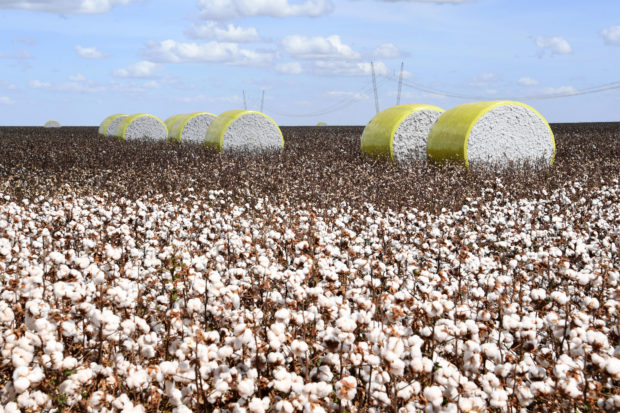 cotton field in Brazil
