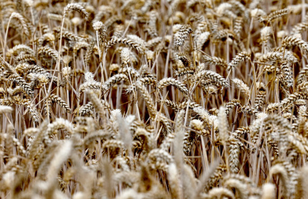 Wheat field view