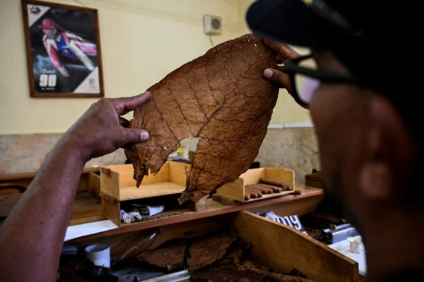 A worker selects tobacco leaves at Cohiba factory