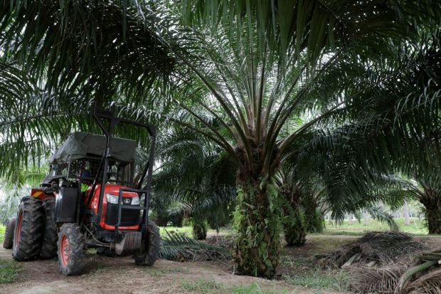 Mini tractor grabber collects palm oil fruits