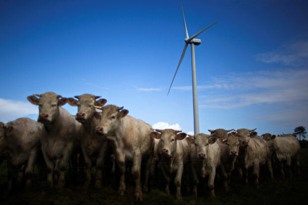 Cattle gather in a field near wind turbine