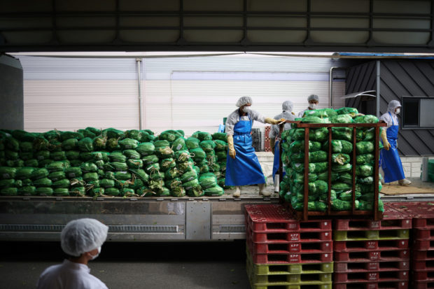 Workers unload fresh napa cabbages