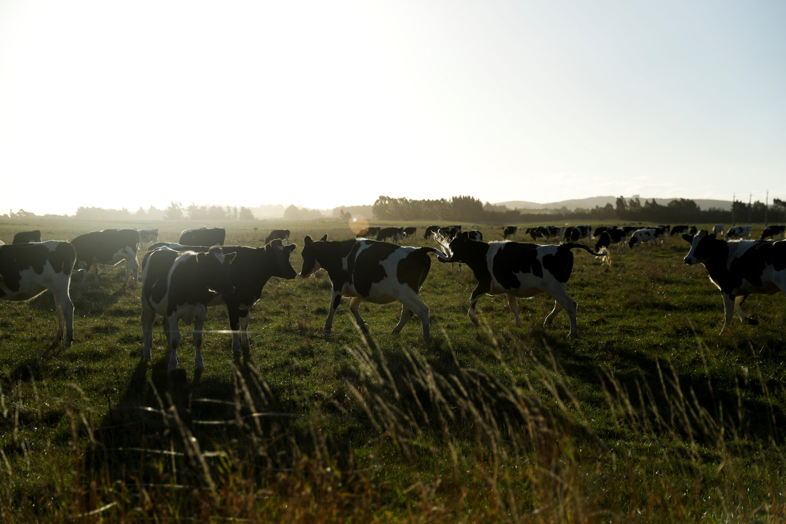 New Zealand farmers to face livestock emissions charges under new plan
