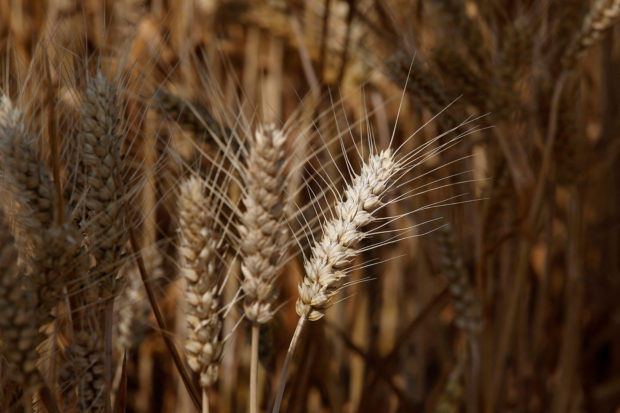 Wheat crops at a demonstration farm of Syngenta group